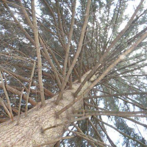 Baum 