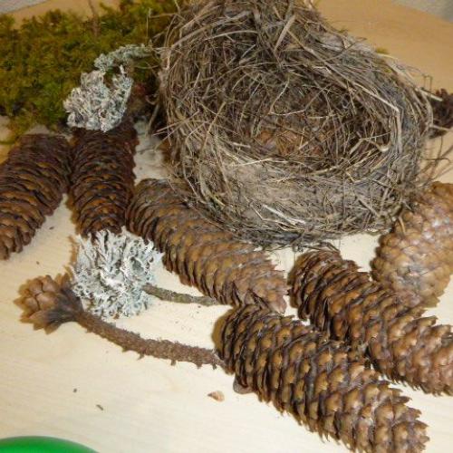Vogelnest