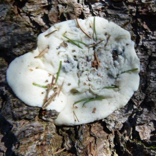 Waldgesichter