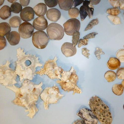 Muscheln