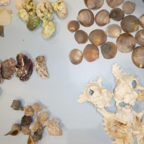 Muscheln