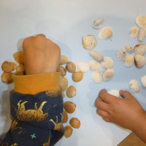 Muscheln