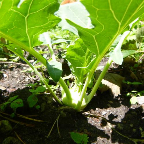 Kohlrabi
