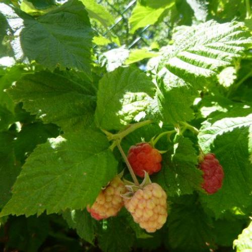 Himbeeren