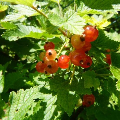 Johannisbeeren