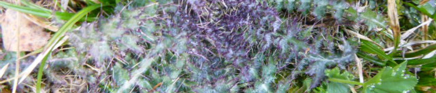 Distel