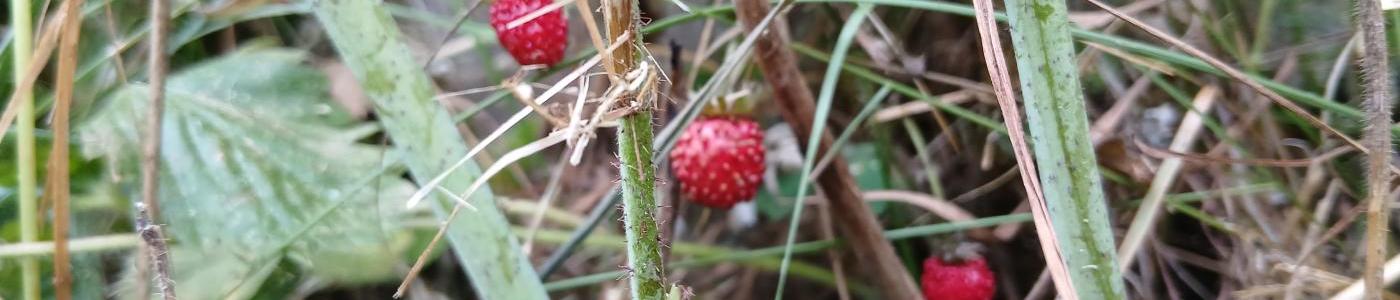 Walderdbeeren