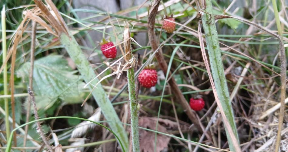Walderdbeeren